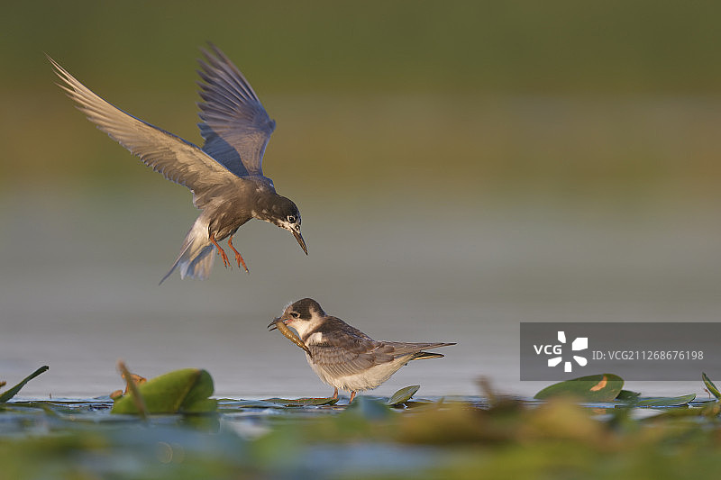 黑海燕，内穆纳斯三角洲自然保护区，立陶宛图片素材