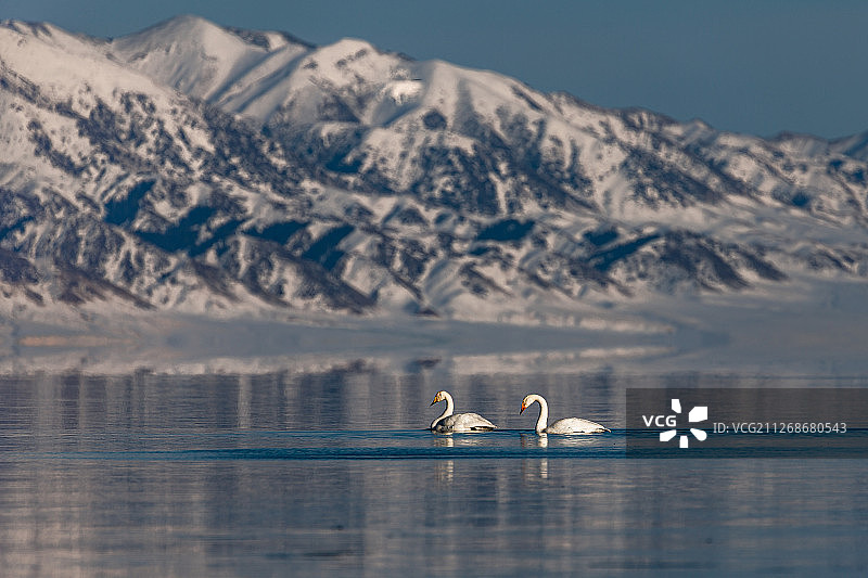 新疆赛里木湖的天鹅图片素材