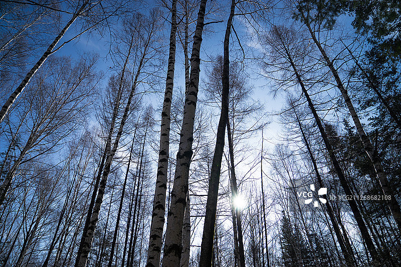 冬季晴天下的参天大树图片素材