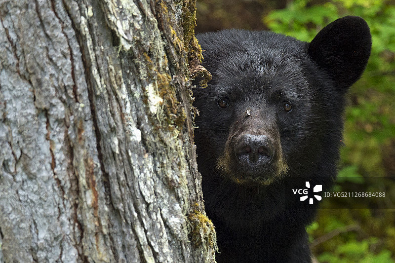 在加拿大不列颠哥伦比亚省清水镇蓝河的黑熊图片素材