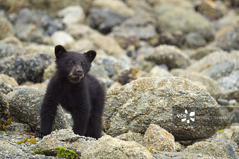 美洲黑熊幼崽，在加拿大不列颠哥伦比亚省托菲诺克拉阔特海湾图片素材