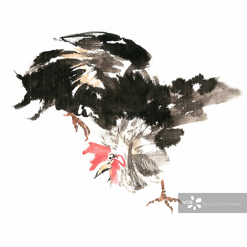 地上觅食的公鸡图片素材