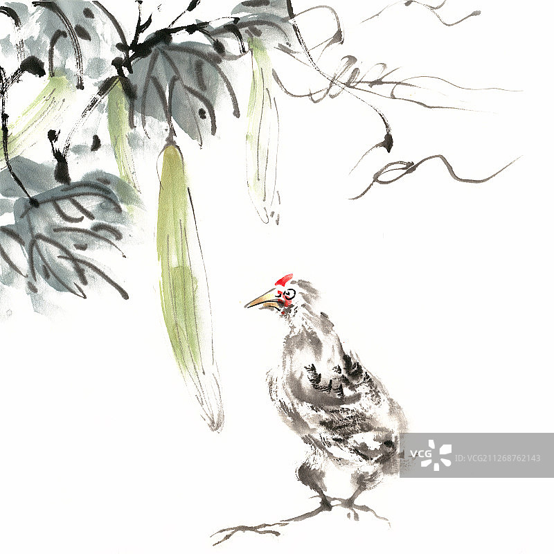 丝瓜下的小公鸡图片素材