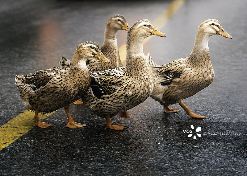 成都四川鸭子过马路图片素材