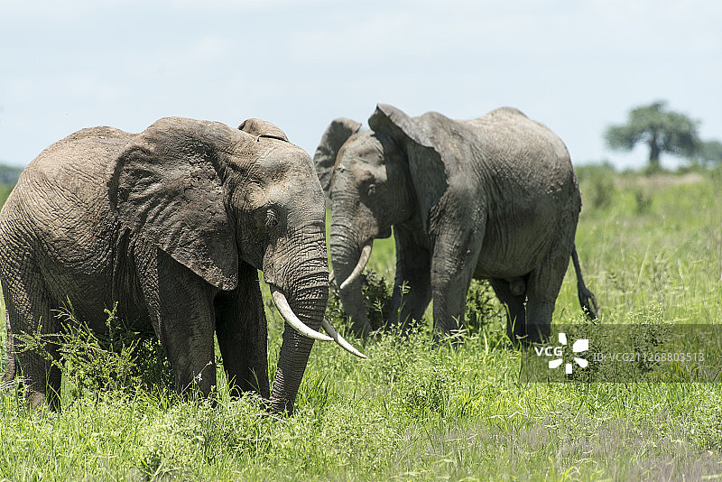 坦桑尼亚鲁阿哈国家公园的大象图片素材