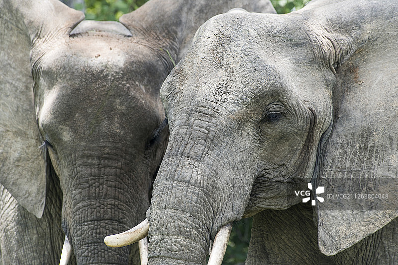 坦桑尼亚鲁阿哈国家公园的大象图片素材