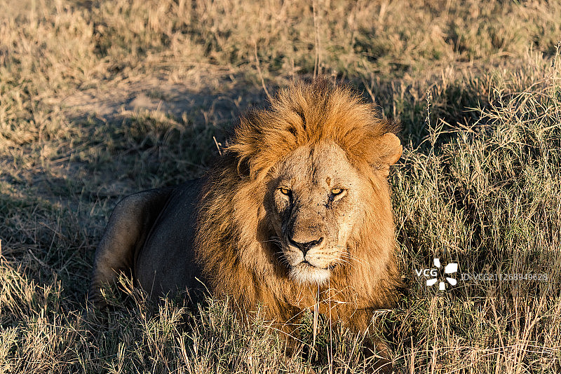坦桑尼亚非洲大草原—非洲雄狮狮子王图片素材