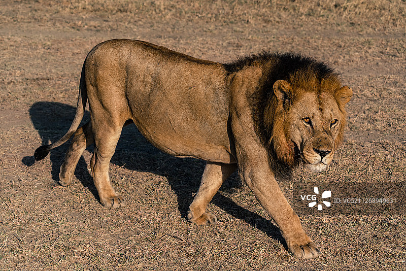 坦桑尼亚非洲大草原—非洲雄狮狮子王散步图片素材