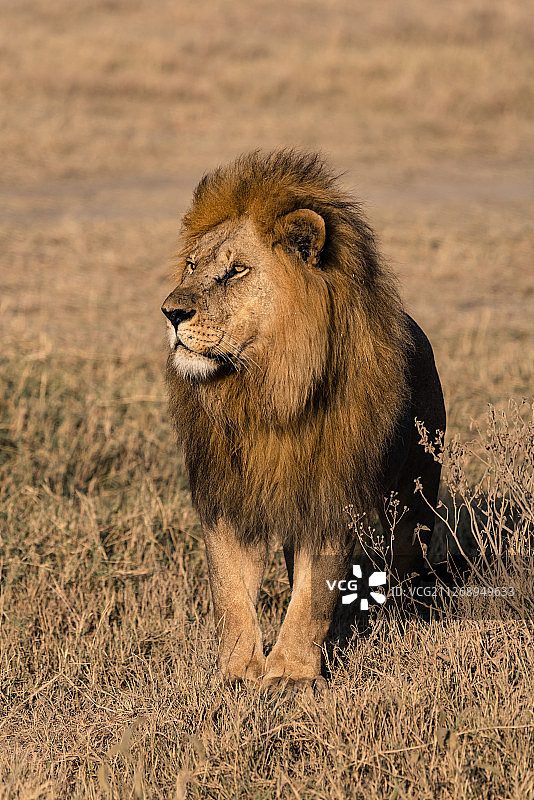 坦桑尼亚非洲大草原—非洲雄狮狮子王图片素材