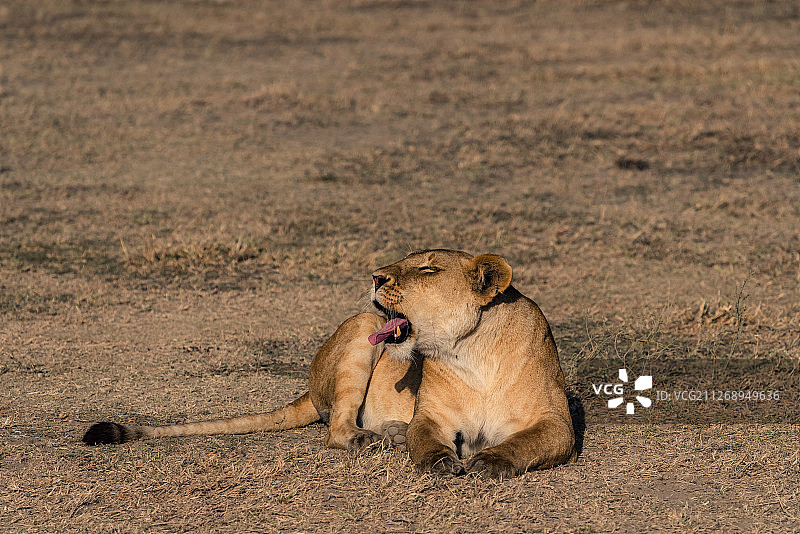 坦桑尼亚非洲大草原—非洲雄狮狮子王母狮子图片素材