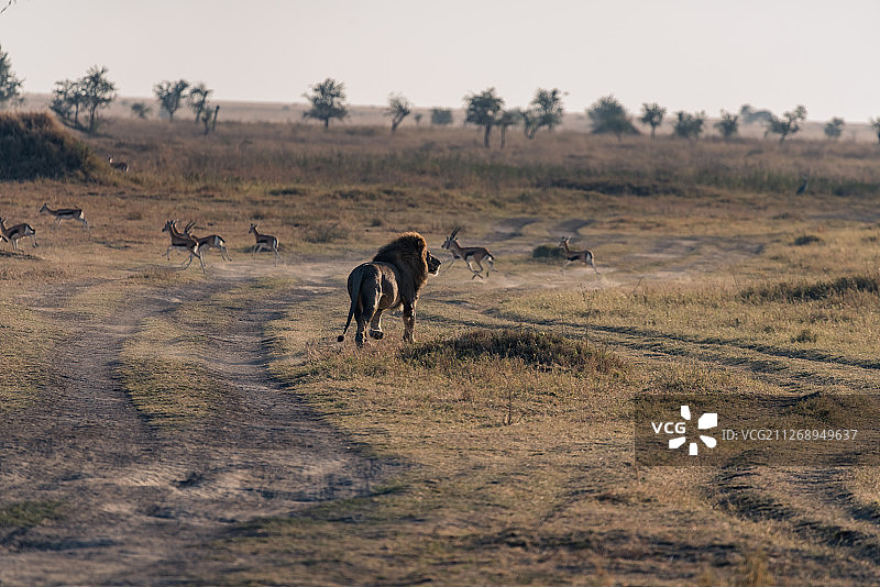 坦桑尼亚非洲大草原-雄狮背影图片素材