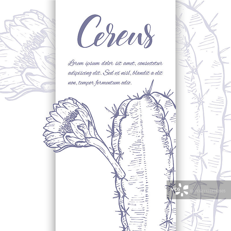 手绘线条仙人掌和多肉植物图片素材