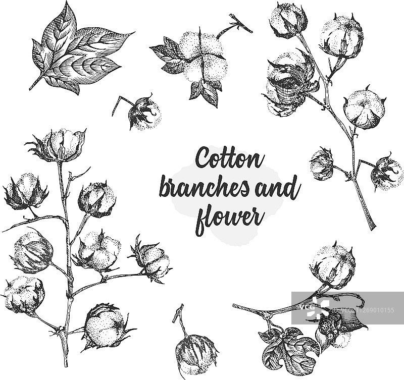 树枝鲜花树叶棉花植物套装图片素材