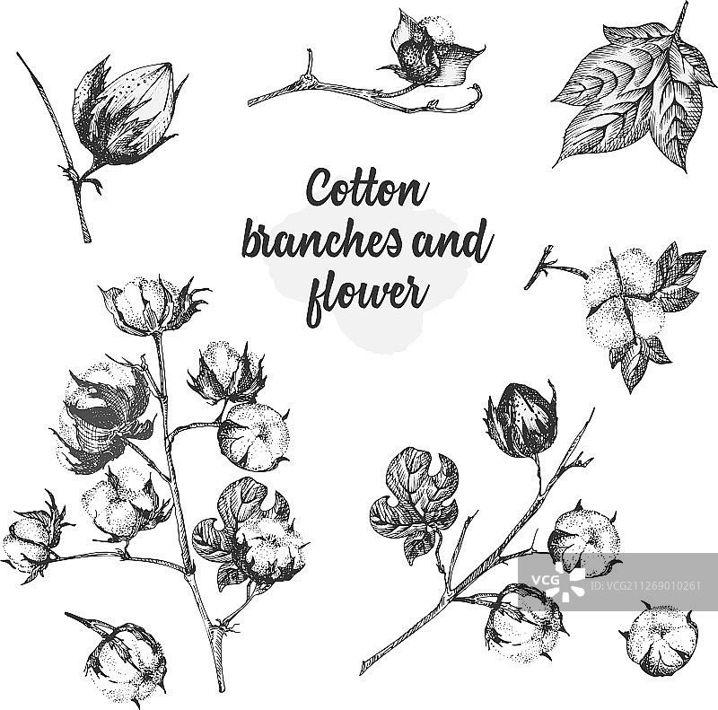树枝鲜花树叶棉花植物套装图片素材
