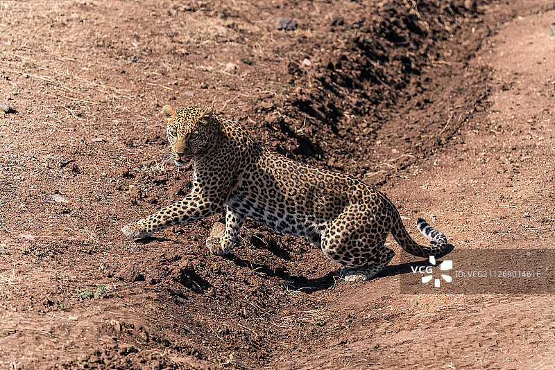 坦桑尼亚非洲大草原-金钱豹花豹子猎豹图片素材