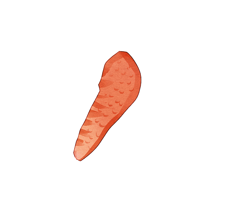 鸡翅食材插画图片素材