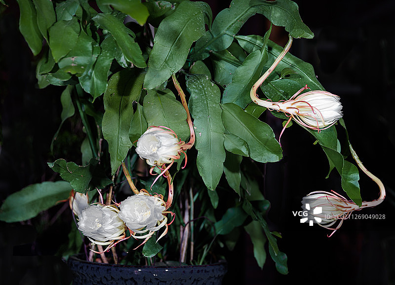 昙花沙漠植物仙人掌盛开美丽花朵图片素材