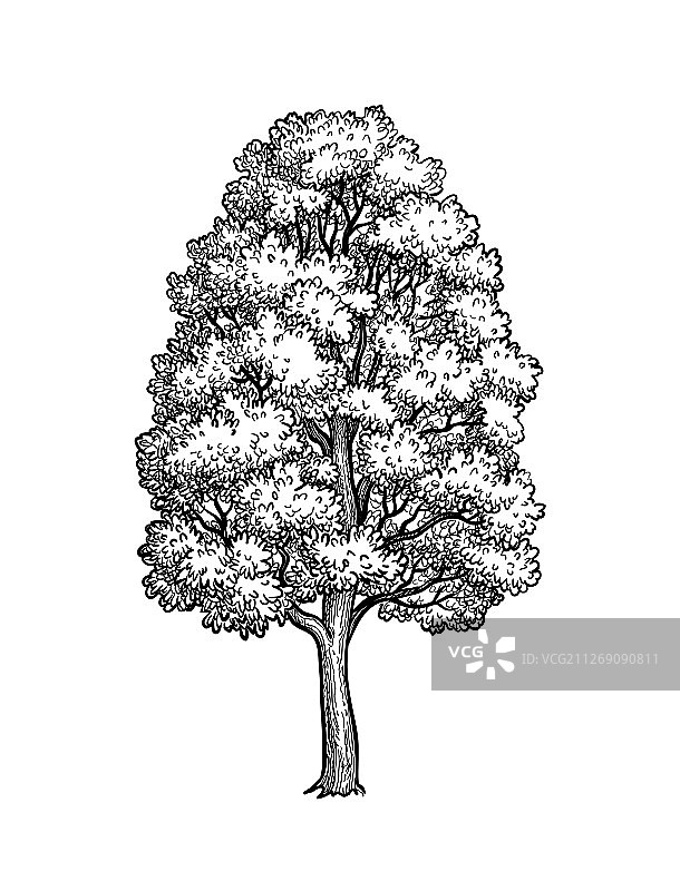 枫树水墨素描图片素材