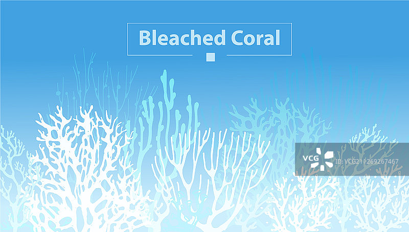 珊瑚白化图片素材