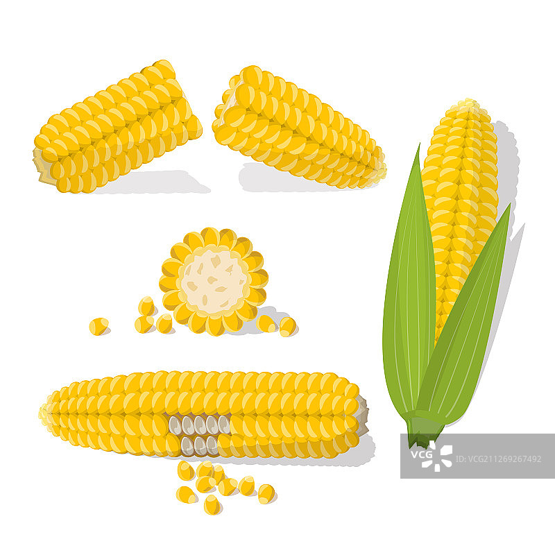 金色玉米棒和谷物组合图片素材