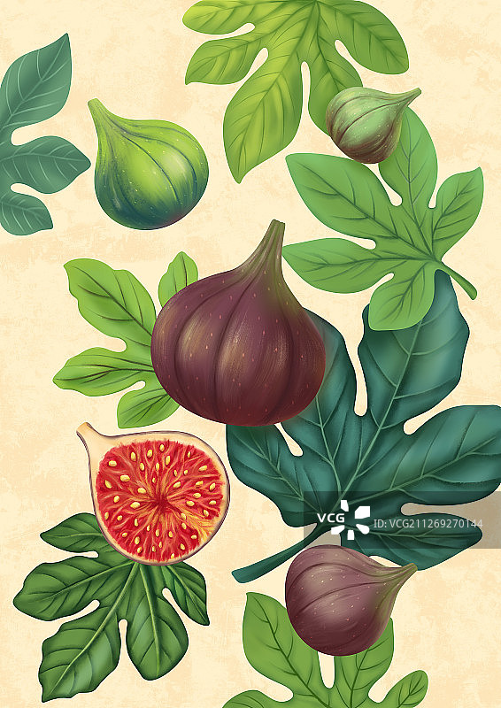 无花果图片素材