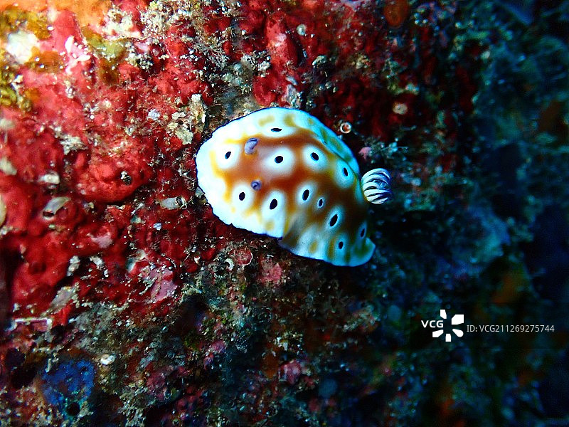 斑点海兔图片素材