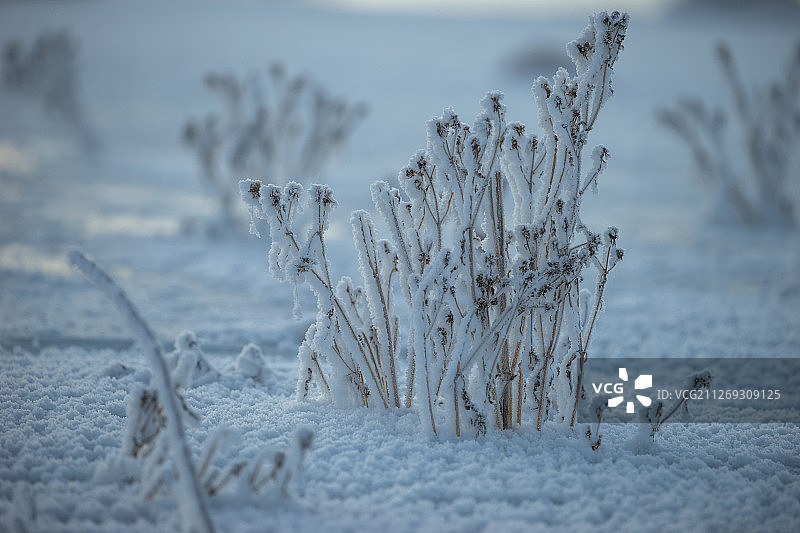 雾凇里的灌木与草图片素材