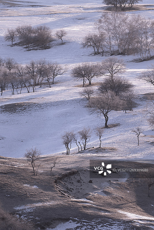雪地上山坡上的树木图片素材