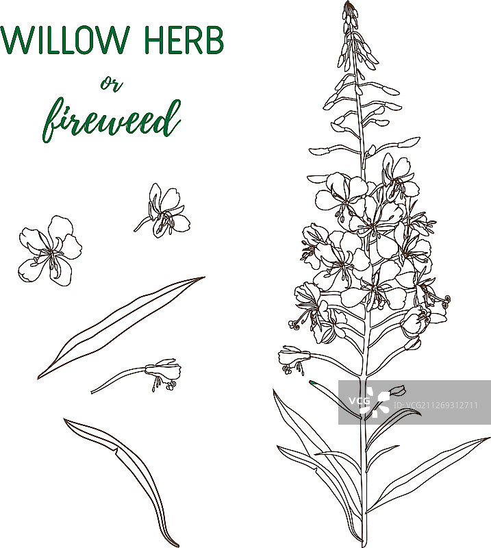 手绘柳叶草植物图片素材