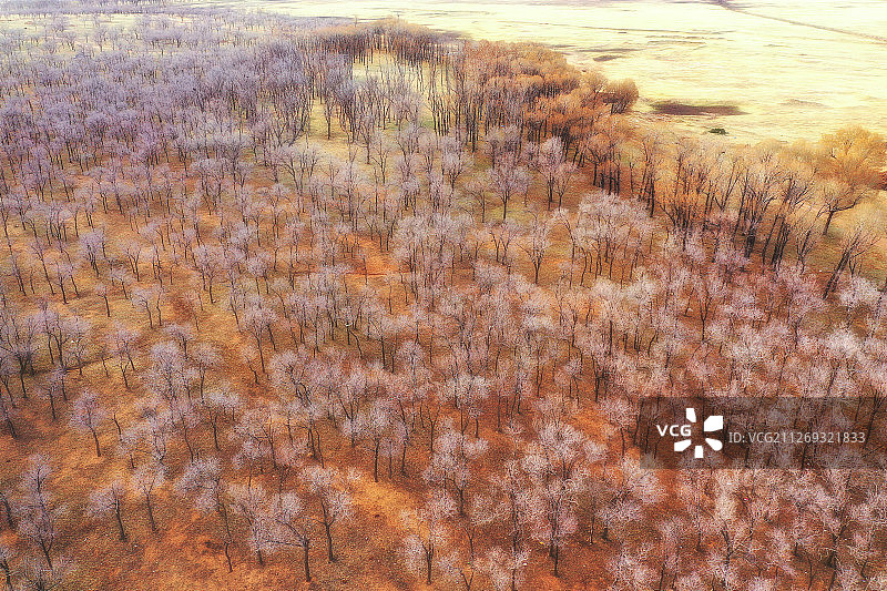 草原上的稀树林+内蒙古乌兰察布市四子王旗图片素材