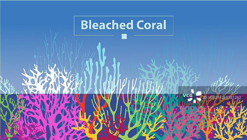 海温上升导致的珊瑚白化现象图片素材