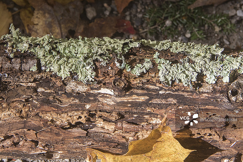 生长在枯树上的地衣图片素材