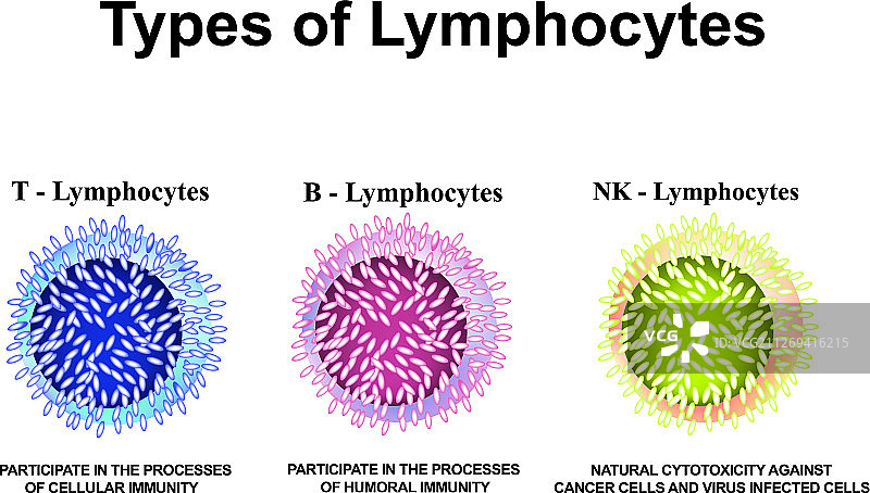 T淋巴细胞、B淋巴细胞和NK淋巴细胞图片素材