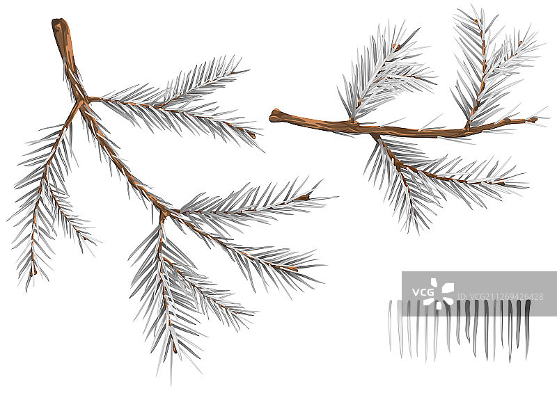 冬季云杉树枝套装图片素材