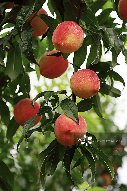 果树上成熟的桃子图片素材