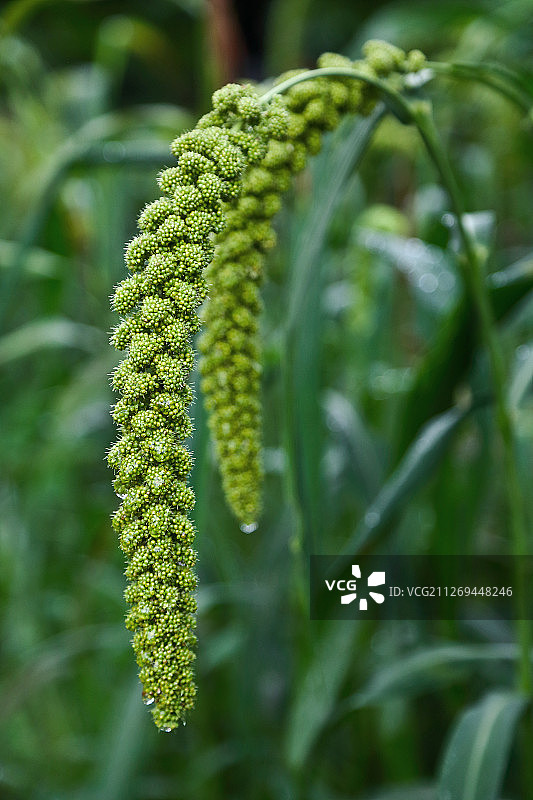 快成熟的谷穗图片素材