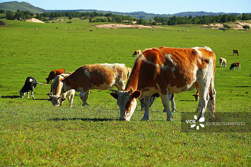 乌兰布统上散养的牛群图片素材