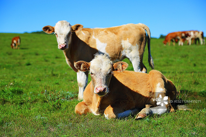 乌兰布统上散养的牛群图片素材