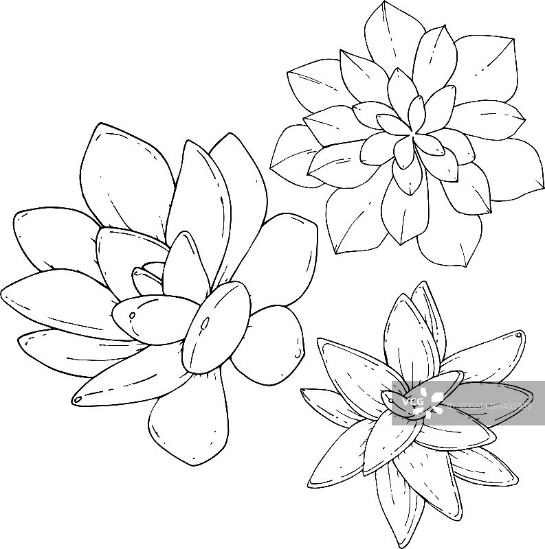 多肉植物花卉植物黑色图片素材