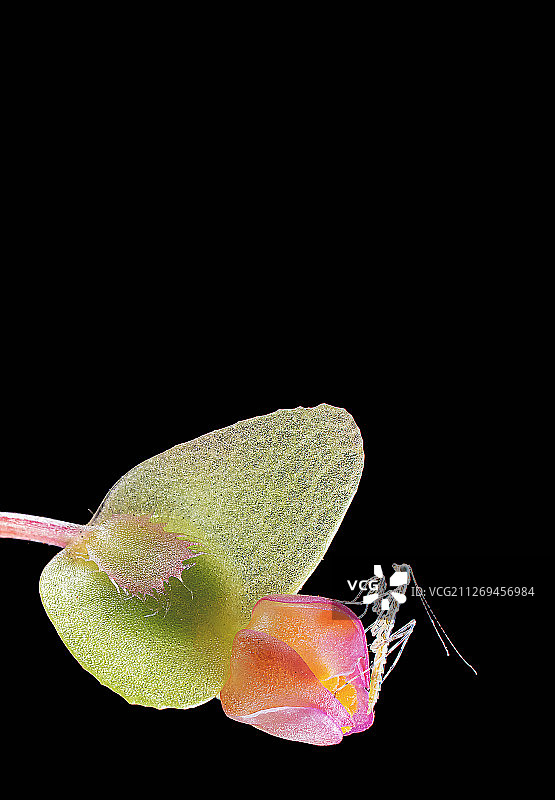 刚出生的螳螂图片素材