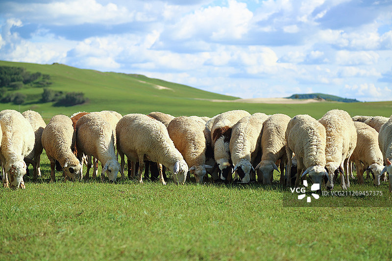 乌兰布统草原上的羊群图片素材
