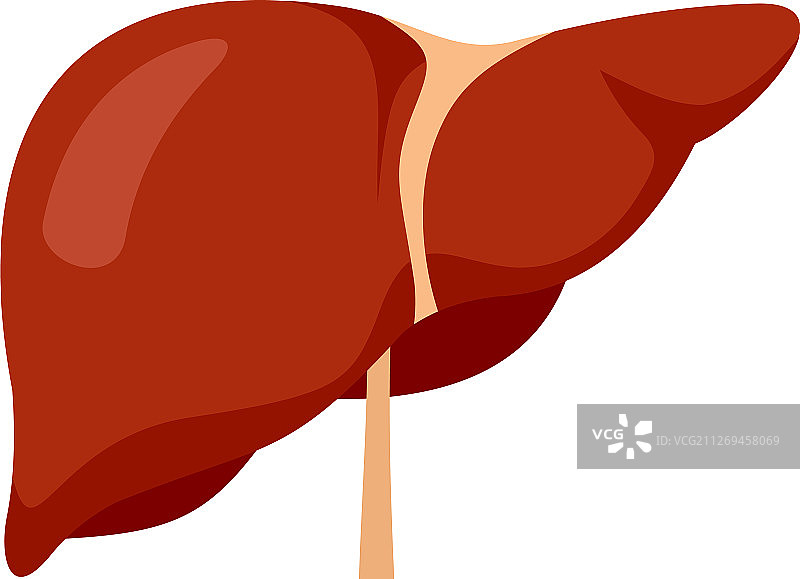 扁平风格的人类肝脏图标图片素材