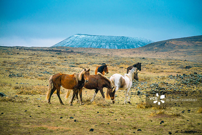 好奇的马+内蒙古乌兰察布市察右后旗乌兰哈达火山群图片素材