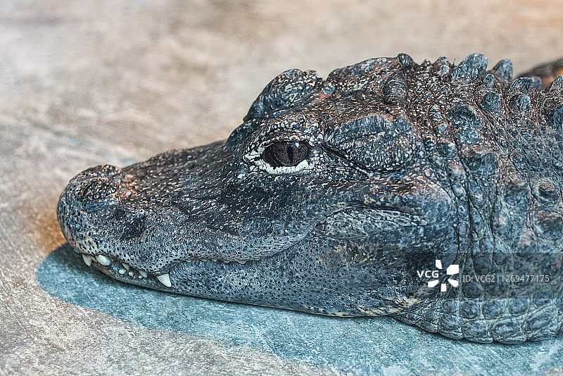 幼年鳄鱼图片素材