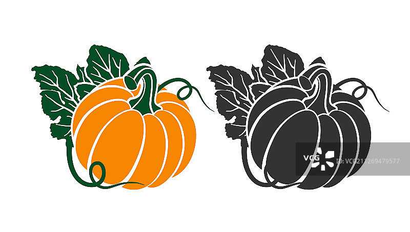 白色背景上的南瓜叶子轮廓图片素材