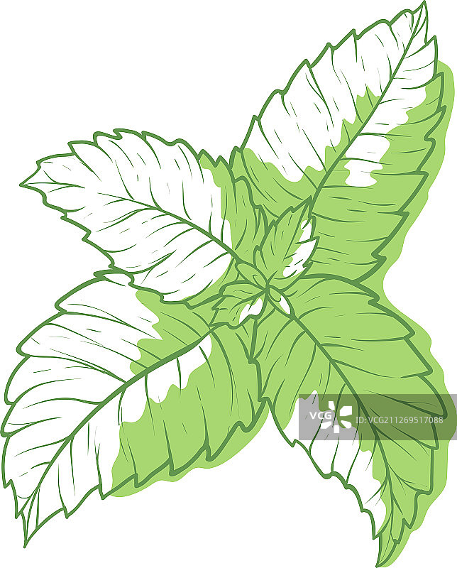 薄荷香蜂草绿色草药符号图片素材