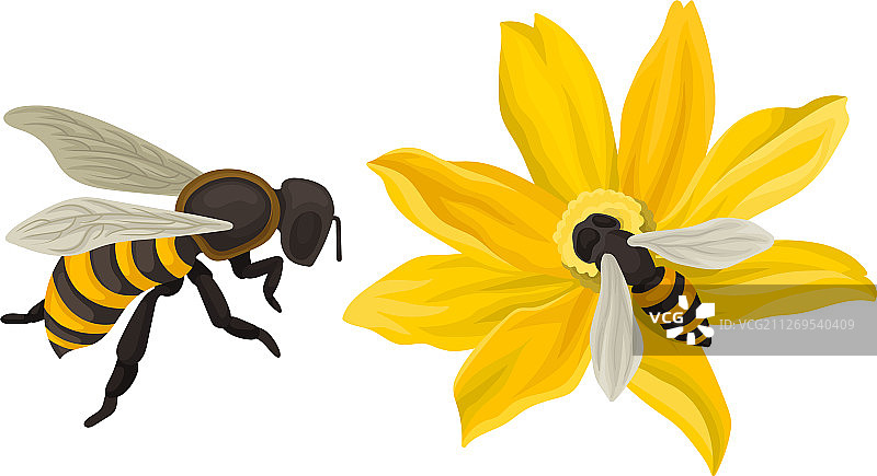 蜜蜂在花间飞舞采蜜图片素材