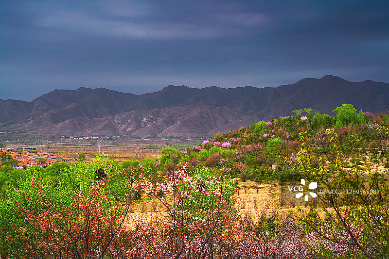 山花+内蒙古乌兰察布市凉城县拓跋珪公园图片素材