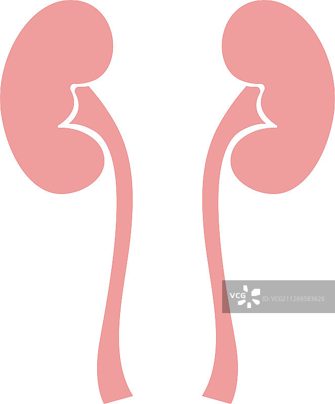 肾脏图片素材