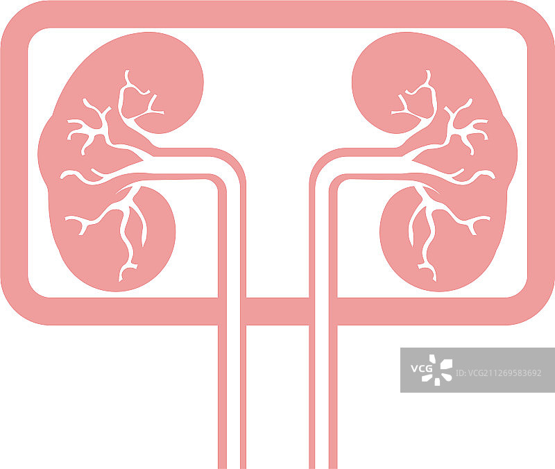 肾脏图片素材